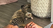 Sebastian is registered to the contest to win money with this photo: animal, basket, cat, curious, domestic, flooring, hand, home, indoor, person, pet, pink_rug, relaxing, resting, ring, rug, stretching, tabby_cat, wooden_floor, woven_basket