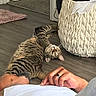 animal, basket, cat, curious, domestic, flooring, hand, home, indoor, person, pet, pink_rug, relaxing, resting, ring, rug, stretching, tabby_cat, wooden_floor, woven_basket
