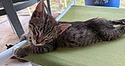 Sebastian is registered to the contest to win money with this photo: animal, cat, cute, daylight, feline, fur, green_chair, kitten, lounge_chair, mesh, outdoor, paw, peaceful, pet, relaxed, resting, sleeping, small, tabby, young