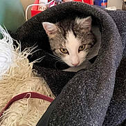 Pounett participe au concours pour gagner de l'argent avec cette photo : cat, pet, blanket, cozy, fur, indoor, curious, white, gray, striped, animal, cute, resting, snug, soft, feline, home, relaxed, whiskers, ears