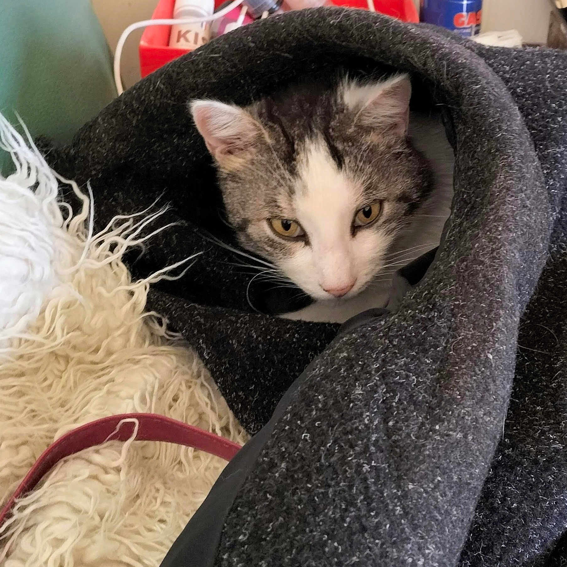 Pounett participe au concours pour gagner de l'argent avec cette photo : animal, blanket, cat, cozy, curious, cute, ears, feline, fur, gray, home, indoor, pet, relaxed, resting, snug, soft, striped, whiskers, white