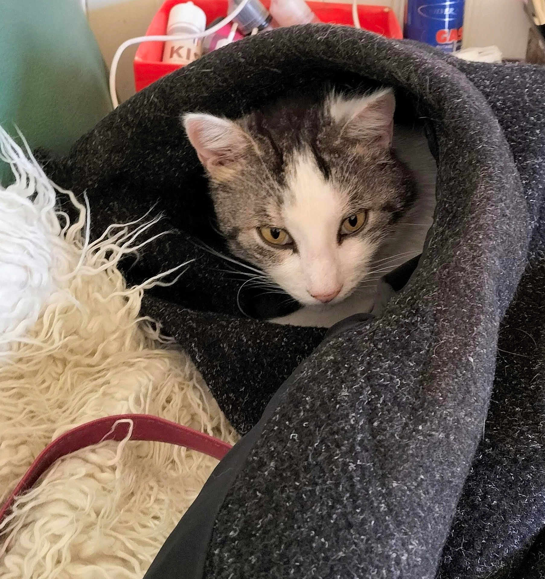 Pounett participe au concours pour gagner de l'argent avec cette photo : cat, pet, blanket, cozy, fur, indoor, curious, white, gray, striped, animal, cute, resting, snug, soft, feline, home, relaxed, whiskers, ears