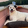 Meeko Snyder Blevins is registered to the contest to win money with this photo: dog, boat, lake, forest, cushion, wood, outdoor, nature, water, happy, pet, animal, relaxed, smiling, summer, scenic, canine, vacation, adventure, peaceful