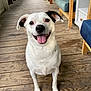 animal, black_ear, canine, chair, dog, domestic_animal, flooring, furniture, happy, house, indoor, looking_up, pet, porch, sitting, smiling, tongue_out, white_dog, wood_texture, wooden_floor
