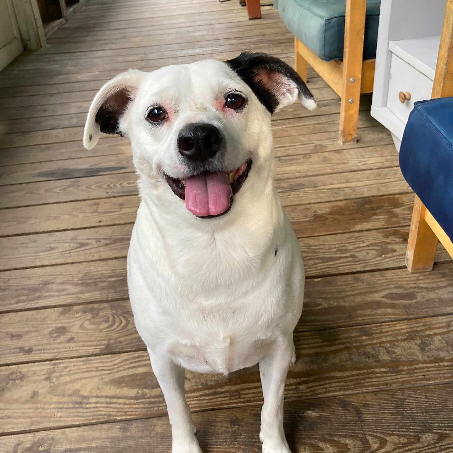 Meeko Snyder Blevins joined the competition — help win amazing prizes! animal, black_ear, canine, chair, dog, domestic_animal, flooring, furniture, happy, house, indoor, looking_up, pet, porch, sitting, smiling, tongue_out, white_dog, wood_texture, wooden_floor