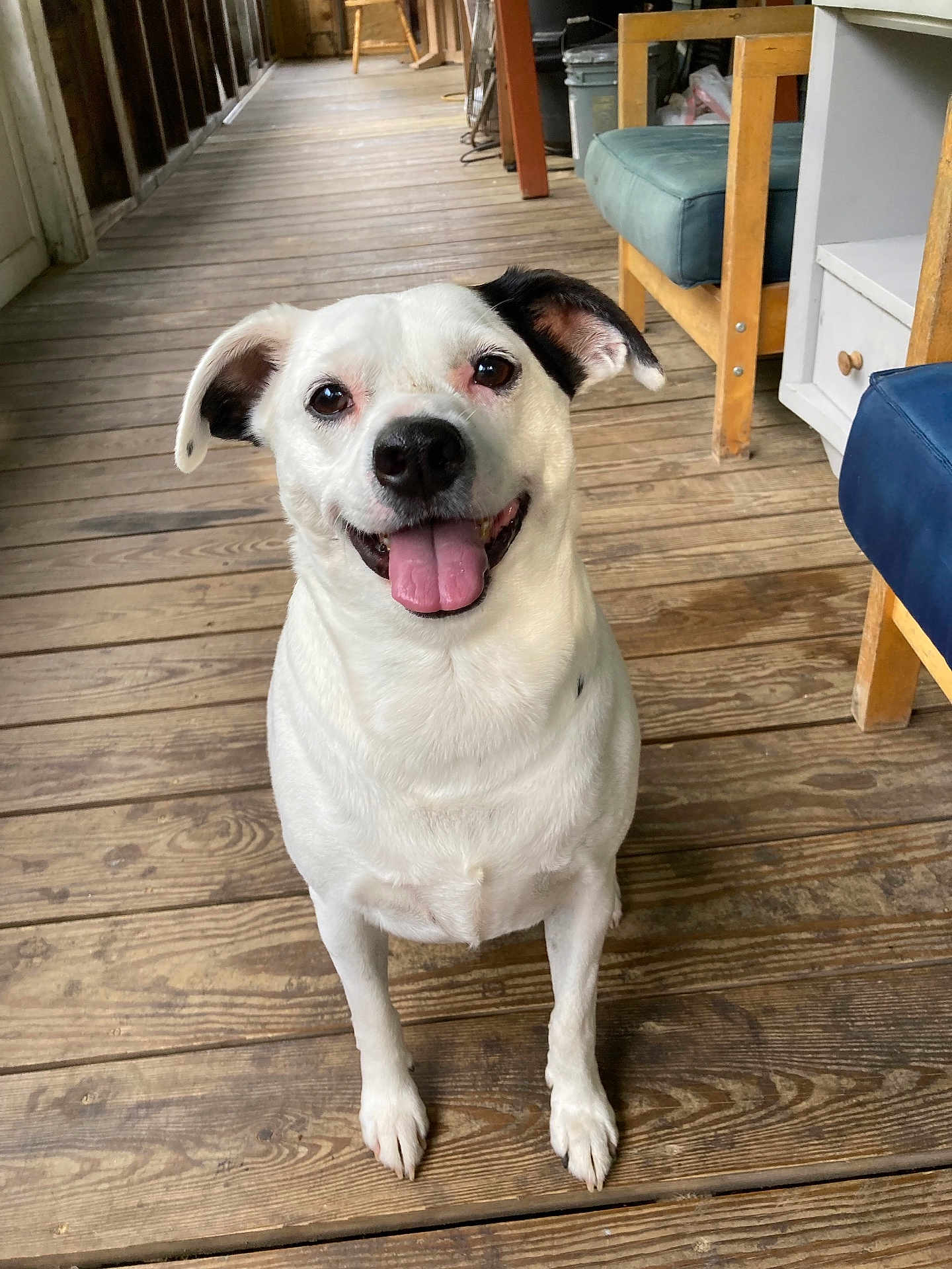 Meeko Snyder Blevins joined the competition — help win amazing prizes! animal, black_ear, canine, chair, dog, domestic_animal, flooring, furniture, happy, house, indoor, looking_up, pet, porch, sitting, smiling, tongue_out, white_dog, wood_texture, wooden_floor