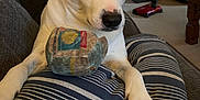 Meeko Snyder Blevins is registered to the contest to win money with this photo: black_patch, carpet, closeup, comfort, couch, cushion, dog, ears, furniture, home, indoor, living_room, nose, paw, pet, plush_toy, relaxed, striped_cushion, toy, white_dog