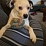 Meeko Snyder Blevins is registered to the contest to win money with this photo: dog, couch, cushion, plush_toy, indoor, living_room, pet, white_dog, black_patch, striped_cushion, relaxed, home, furniture, carpet, toy, ears, paw, nose, closeup, comfort