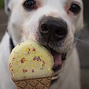 Meeko Snyder Blevins is registered to the contest to win money with this photo: animal, brown_eyes, close_up, cone, cute, dog, focus, food, happy, ice_cream_cone, licking, mouth, outdoor, pet, playful, snout, tongue, treat, whiskers, white_dog