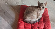 Plume participe au concours pour gagner de l'argent avec cette photo : animal, blue_eyes, cat, cozy, curled_up, cute, domestic_cat, ears, feline, fur, indoor, looking_at_camera, pet, red_cushion, resting, small, tail, whiskers, wooden_floor, young_cat
