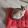 animal, blue_eyes, cat, cozy, curled_up, cute, domestic_cat, ears, feline, fur, indoor, looking_at_camera, pet, red_cushion, resting, small, tail, whiskers, wooden_floor, young_cat