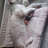 Plume participe au concours pour gagner de l'argent avec cette photo : animal, bed, cat, comfort, cozy, cushion, cute, feline, fur, indoor, nap, paws, pet, plush_toy, relaxed, resting, sleeping, soft, toy, whiskers