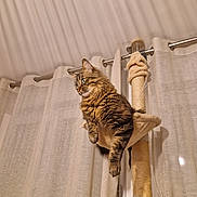 Cookie participe au concours pour gagner de l'argent avec cette photo : cat, tabby_cat, cat_tree, hammock, indoor, curtains, furniture, pet, animal, fluffy, relaxed, gazing, cozy, home, window, soft_lighting, domestic_cat, feline, resting, hanging