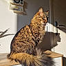 Cookie participe au concours pour gagner de l'argent avec cette photo : cat, tabby, long_hair, feline, pet, indoor, sunlight, shadow, wooden_surface, fur, ears, whiskers, tail, wall, door, handle, light, shadow_play, animal, domestic