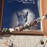 Lionel Moreau participe au concours pour gagner de l'argent avec cette photo : cat, window, pine_cones, holiday_decor, wooden_frame, frosted_glass, text, noel, string_lights, outdoor, daylight, shadow, wall, plant, festive, curious, pet, animal, decoration, seasonal