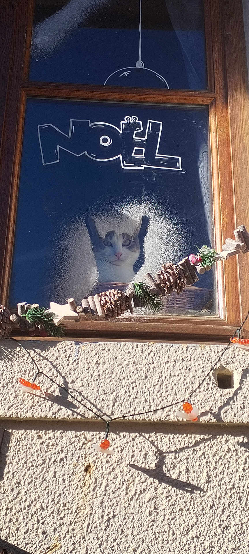 Lionel Moreau participe au concours pour gagner de l'argent avec cette photo : cat, window, pine_cones, holiday_decor, wooden_frame, frosted_glass, text, noel, string_lights, outdoor, daylight, shadow, wall, plant, festive, curious, pet, animal, decoration, seasonal
