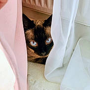 Noggy participe au concours pour gagner de l'argent avec cette photo : cat, siamese, blue_eyes, curtain, sheer_curtain, pink, white, peeking, hiding, indoor, pet, fur, whiskers, ears, close_up, portrait, radiator, floor, cozy, gaze