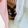 cat, siamese, blue_eyes, curtain, sheer_curtain, pink, white, peeking, hiding, indoor, pet, fur, whiskers, ears, close_up, portrait, radiator, floor, cozy, gaze