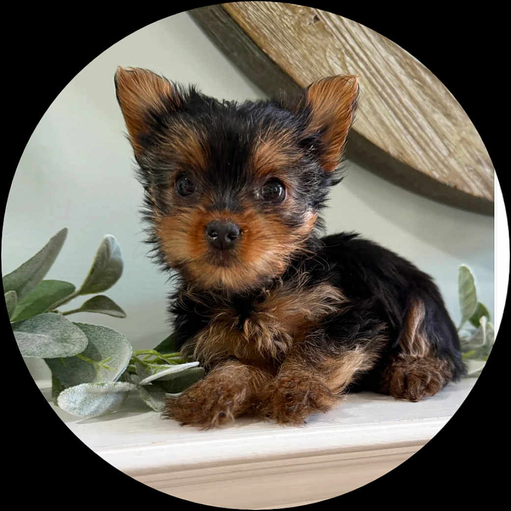 Dorathea is registered to the contest to win money with this photo: adorable, animal, black, brown, cute, dog, ears, eyes, face, fluffy, fur, indoor, leaf, pet, plant, portrait, puppy, resting, small, wood