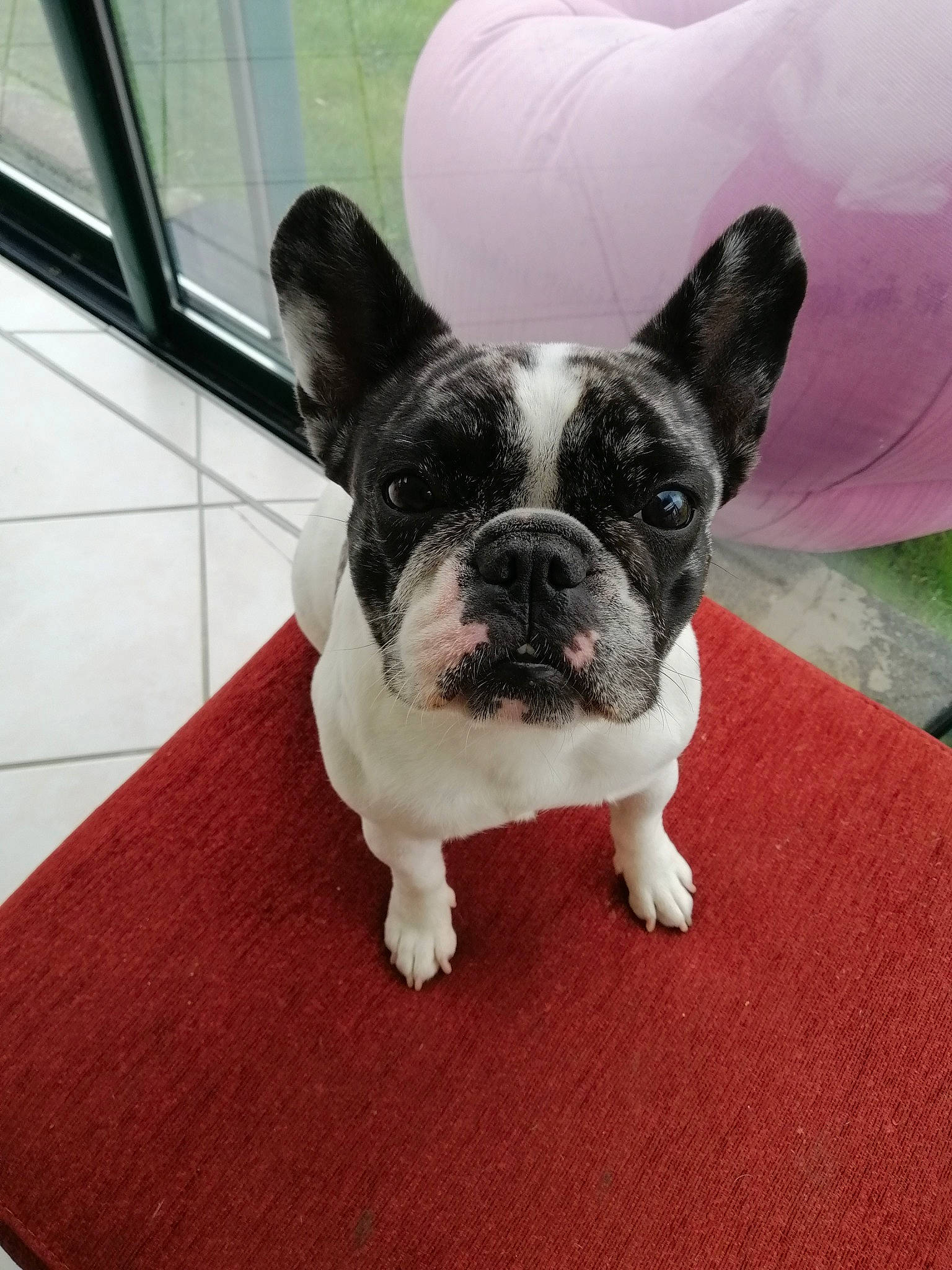 Naya participe au concours pour gagner de l'argent avec cette photo : ancient_dog_breeds, boston_terrier, bulldog, canidae, carnivore, companion_dog, dog, dog_breed, fawn, french_bulldog, mammal, molosser, non_sporting_group, nose, puppy, rare_breed_dog, skin, snout, toy_bulldog, vertebrate
