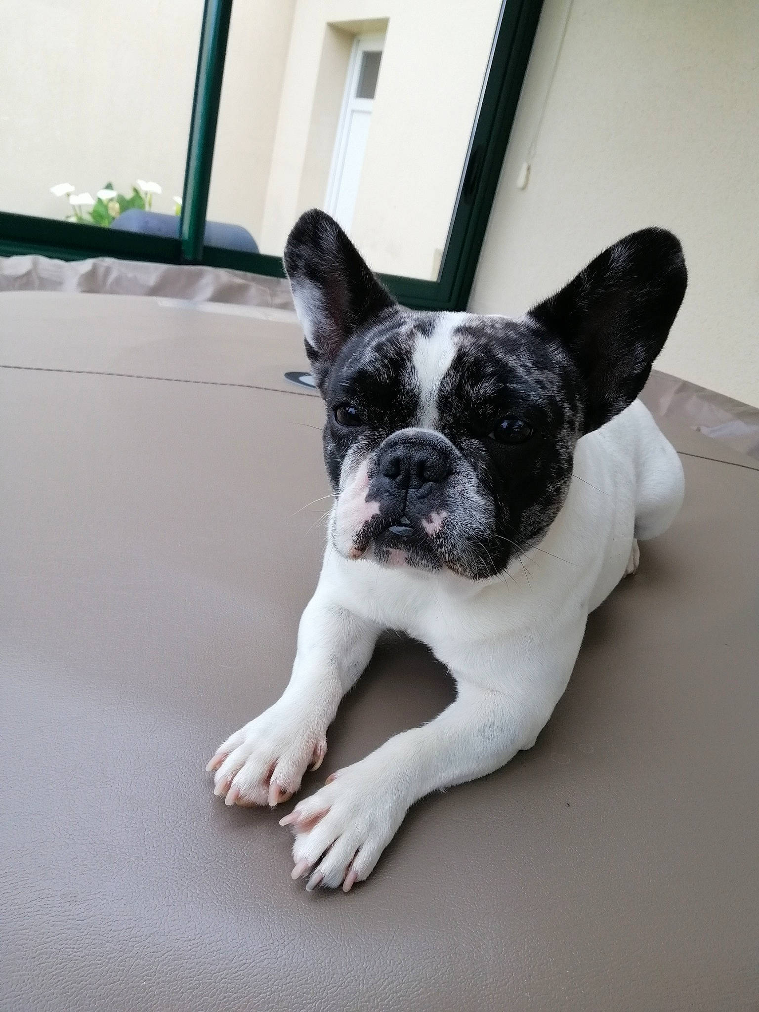 Naya a rejoint le concours — aidez-le/la à gagner de superbes lots ! boston_terrier, bulldog, canidae, carnivore, companion_dog, dog, dog_breed, fawn, french_bulldog, mammal, molosser, non_sporting_group, puppy, rare_breed_dog, skin, snout, sporting_group, tail, toy_bulldog, vertebrate