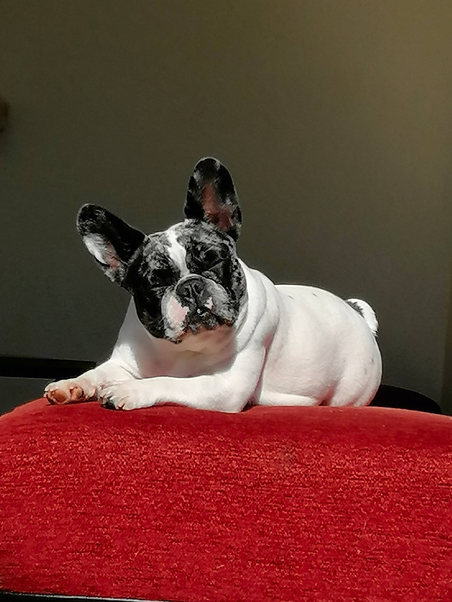 Naya a rejoint le concours — aidez-le/la à gagner de superbes lots ! boston_terrier, bulldog, canidae, carnivore, companion_dog, dog, dog_breed, fawn, french_bulldog, mammal, non_sporting_group, puppy, snout, vertebrate