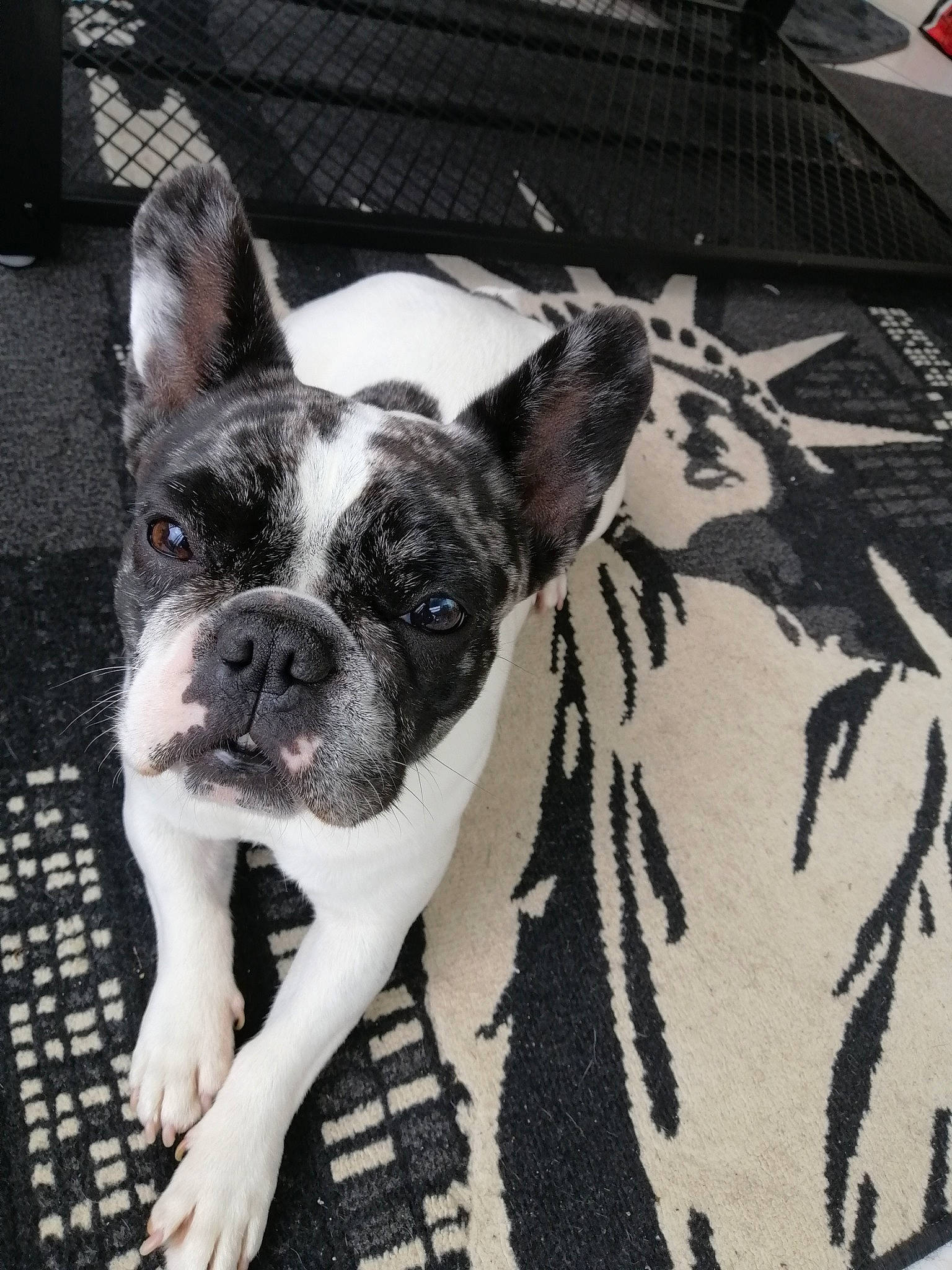 Naya participe au concours pour gagner de l'argent avec cette photo : boston_terrier, bulldog, canidae, carnivore, companion_dog, dog, dog_breed, ear, fawn, french_bulldog, mammal, molosser, non_sporting_group, puppy, rare_breed_dog, snout, toy_bulldog, vertebrate, whiskers