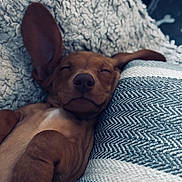 Romeo joined the competition — help win amazing prizes! blanket, brown_fur, close_up, cozy, cuddle, cute, dachshund, dog, ears, indoor, nap, nose, paw, pet, pillow, portrait, puppy, sleeping, snug, textured_blanket