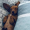 Romeo joined the competition — help win amazing prizes! belly, blanket, cozy, cushion, cute, dachshund, dog, ears, fur, indoor, napping, paws, pet, pillow, portrait, puppy, relaxed, sleeping, snuggling, textile