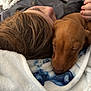 puppy, dog, child, sleeping, snuggling, blanket, cozy, nap, bedding, closeup, brown_fur, hair, head, hand, fleece, buttoned_shirt, pet, indoor, friendship, portrait