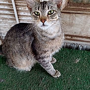 Sweetie Pie joined the competition — help win amazing prizes! cat, tabby_cat, green_eyes, sitting, curious, pet, animal, feline, whiskers, ears, door, old_door, weathered, carpet, green_carpet, indoor, close_up, animal_portrait, fur, mammal