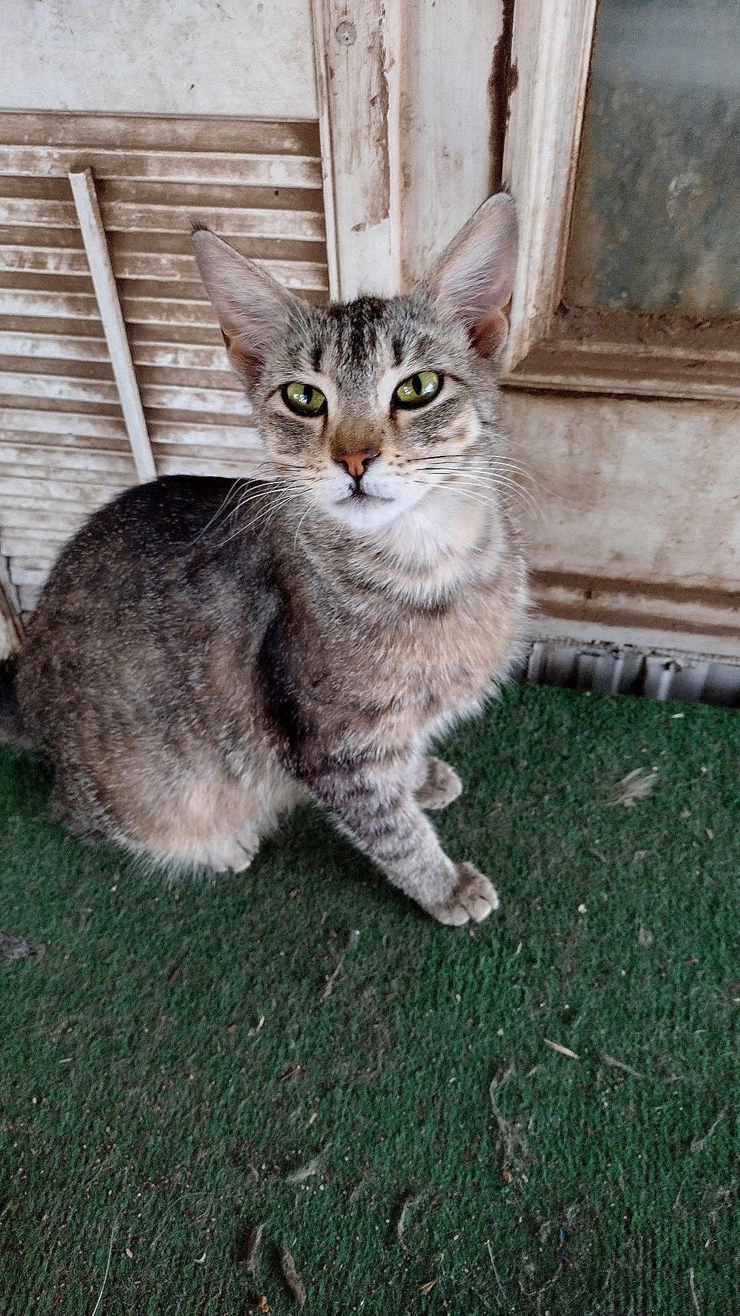 Sweetie Pie joined the competition — help win amazing prizes! cat, tabby_cat, green_eyes, sitting, curious, pet, animal, feline, whiskers, ears, door, old_door, weathered, carpet, green_carpet, indoor, close_up, animal_portrait, fur, mammal