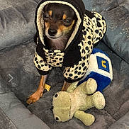 Bruno joined the competition — help win amazing prizes! dog, small_dog, hoodie, polka_dot, pet_bed, stuffed_toy, plush_toy, indoor, brown_dog, black_dog, cozy, cute, animal, pet, sleepy, clothing, soft_fabric, floor, relaxed, toy