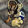 dog, small_dog, hoodie, polka_dot, pet_bed, stuffed_toy, plush_toy, indoor, brown_dog, black_dog, cozy, cute, animal, pet, sleepy, clothing, soft_fabric, floor, relaxed, toy