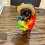 Bruno is registered to the contest to win money with this photo: dog, small_dog, pet, indoor, wooden_floor, door, sombrero, rainbow, lei, costume, animal, cute, brown, black, standing, floor, celebration, festive, accessory, portrait