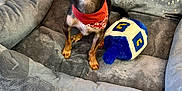 Bruno joined the competition — help win amazing prizes! dog, chihuahua, small_dog, red_bandana, pet_bed, plush_bed, toy, dreidel_toy, indoor, wooden_floor, pet, animal, cute, alert, ears_up, looking_at_camera, brown_and_black, fur, domestic_dog, companion