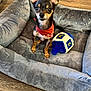 dog, chihuahua, small_dog, red_bandana, pet_bed, plush_bed, toy, dreidel_toy, indoor, wooden_floor, pet, animal, cute, alert, ears_up, looking_at_camera, brown_and_black, fur, domestic_dog, companion