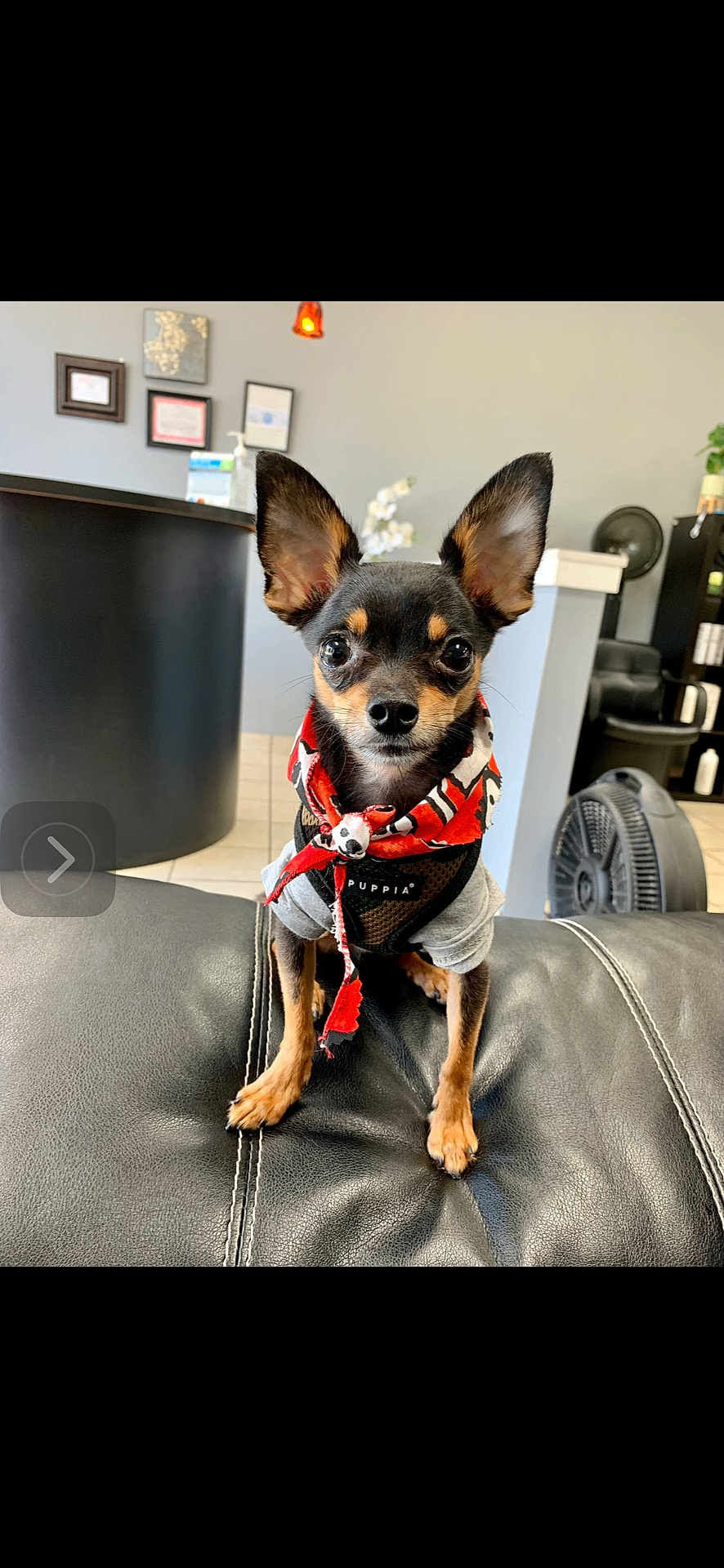 Bruno is registered to the contest to win money with this photo: dog, small_dog, scarf, leather_couch, indoor, ears, black_and_tan, pet, cute, sitting, looking_at_camera, furniture, fan, wall_art, tile_floor, houseplant, decor, puppia_harness, animal, companion