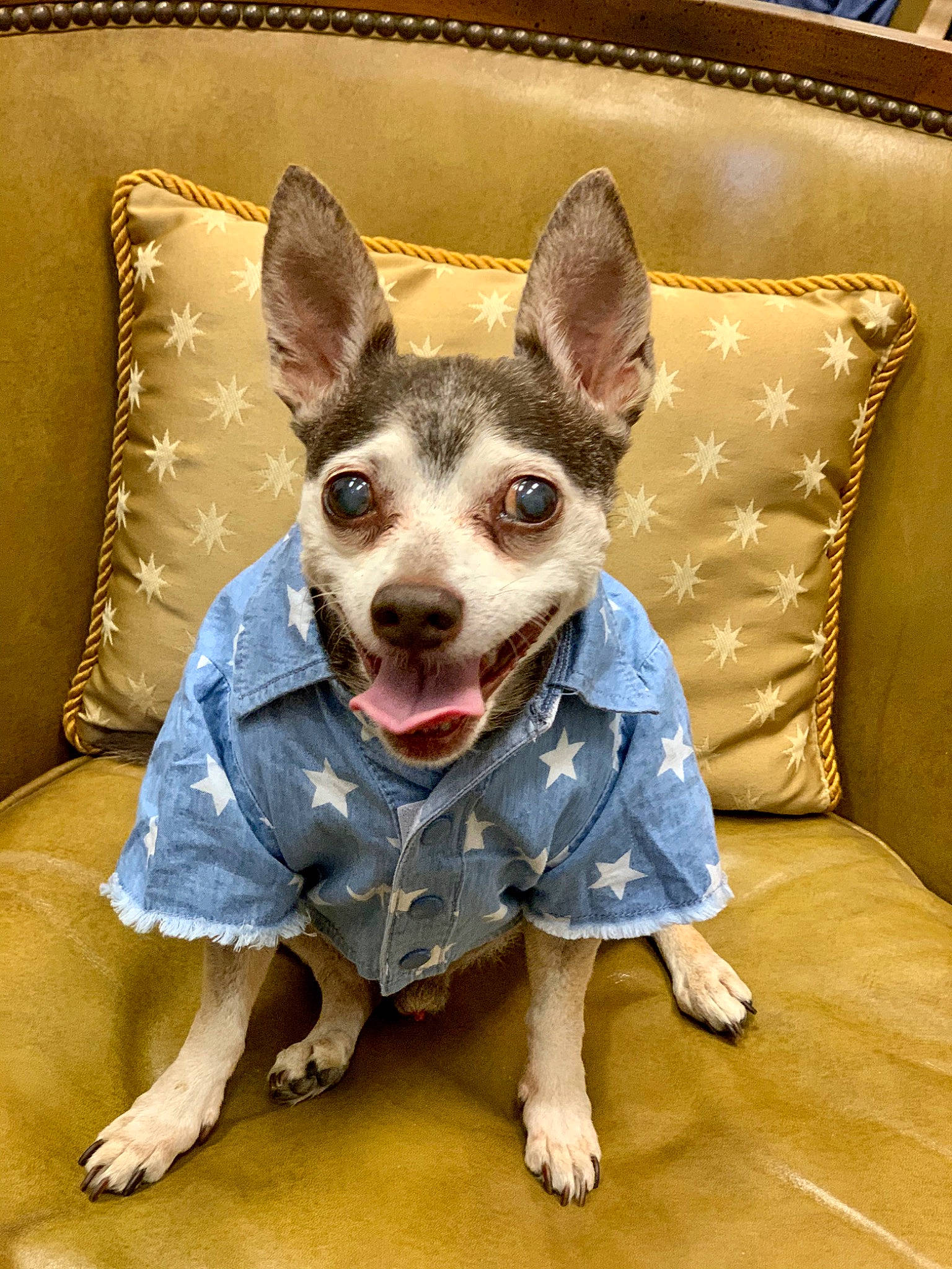 Louis Vuitton joined the competition — help win amazing prizes! canidae, carnivore, collar, dog, dog_breed, dog_clothes, mammal, puppy, rare_breed_dog, rat_terrier, snout, teddy_roosevelt_terrier, vertebrate, whiskers