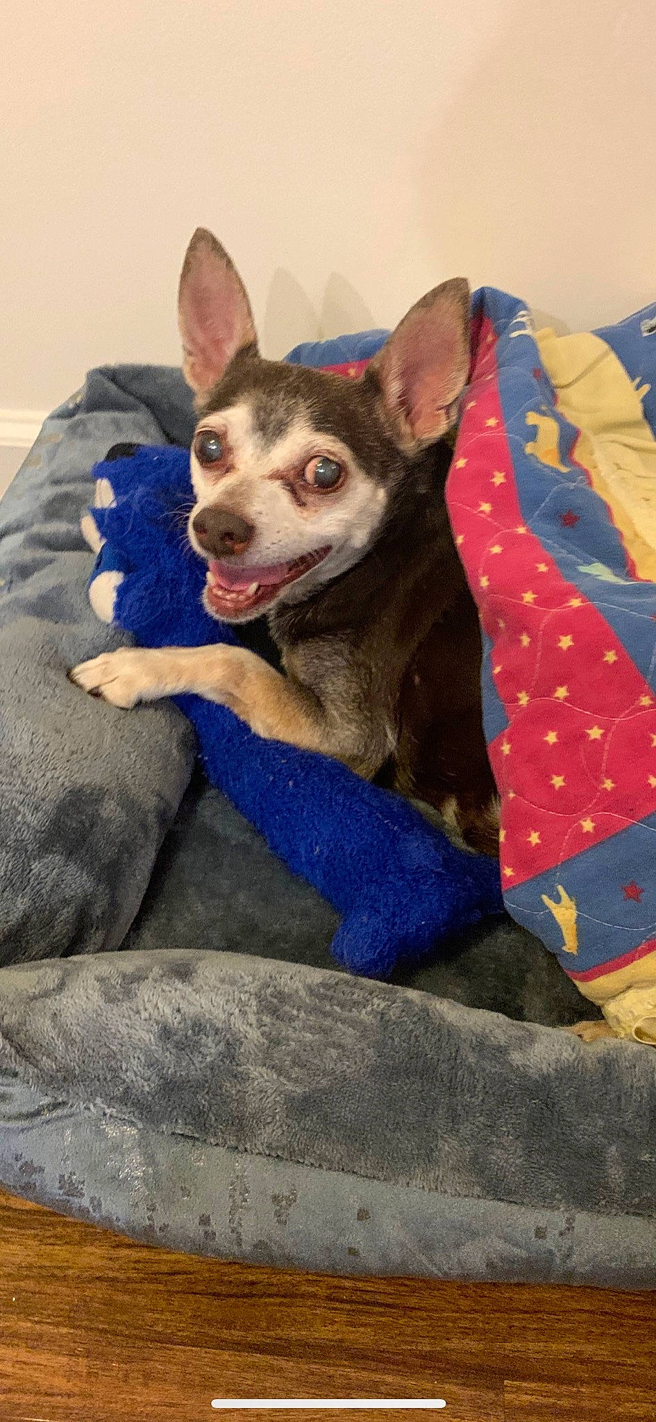 Louis Vuitton is registered to the contest to win money with this photo: australian_kelpie, canidae, carnivore, dog, dog_breed, mammal, rare_breed_dog, siberian_husky, sled_dog, sporting_group, vertebrate