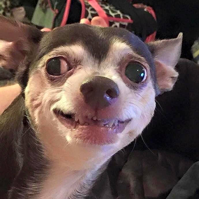 Louis Vuitton joined the competition — help win amazing prizes! canidae, carnivore, chihuahua, companion_dog, corgi_chihuahua, dog, dog_breed, ear, eye, feist, head, mammal, nose, puppy, rare_breed_dog, snout, toy_dog, toy_fox_terrier, vertebrate, whiskers