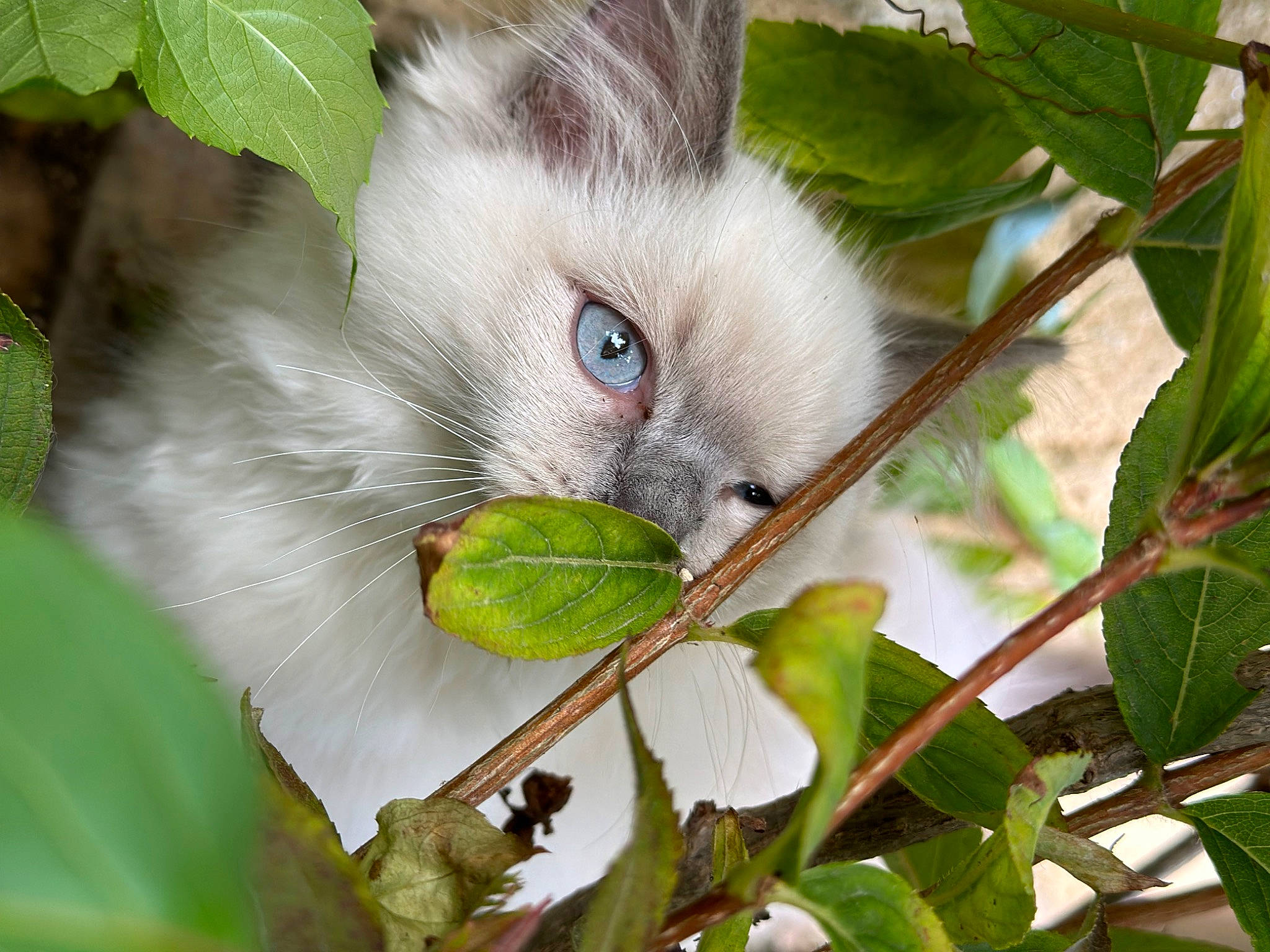 Ulky a rejoint le concours — aidez-le/la à gagner de superbes lots ! beak, botany, branch, carnivore, cat, cockatiel, felidae, flowering_plant, fruit, fur, leaf, lime, plant, plant_pathology, small_to_medium_sized_cats, snout, tail, tree, twig, whiskers