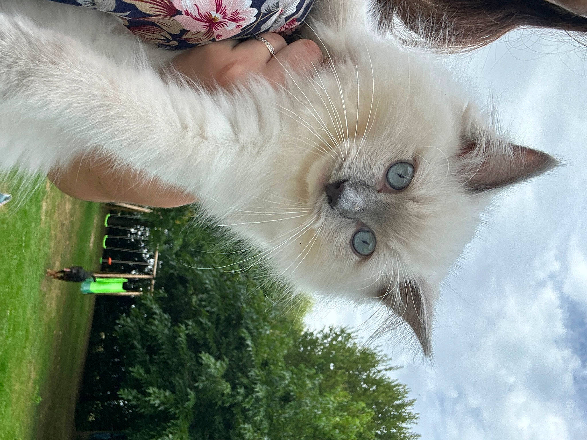 Ulky participe au concours pour gagner de l'argent avec cette photo : balinese, birman, carnivore, cat, cloud, domestic_short_haired_cat, fawn, felidae, fur, grass, paw, plant, sky, small_to_medium_sized_cats, snout, tail, thai, tree, whiskers, wildlife