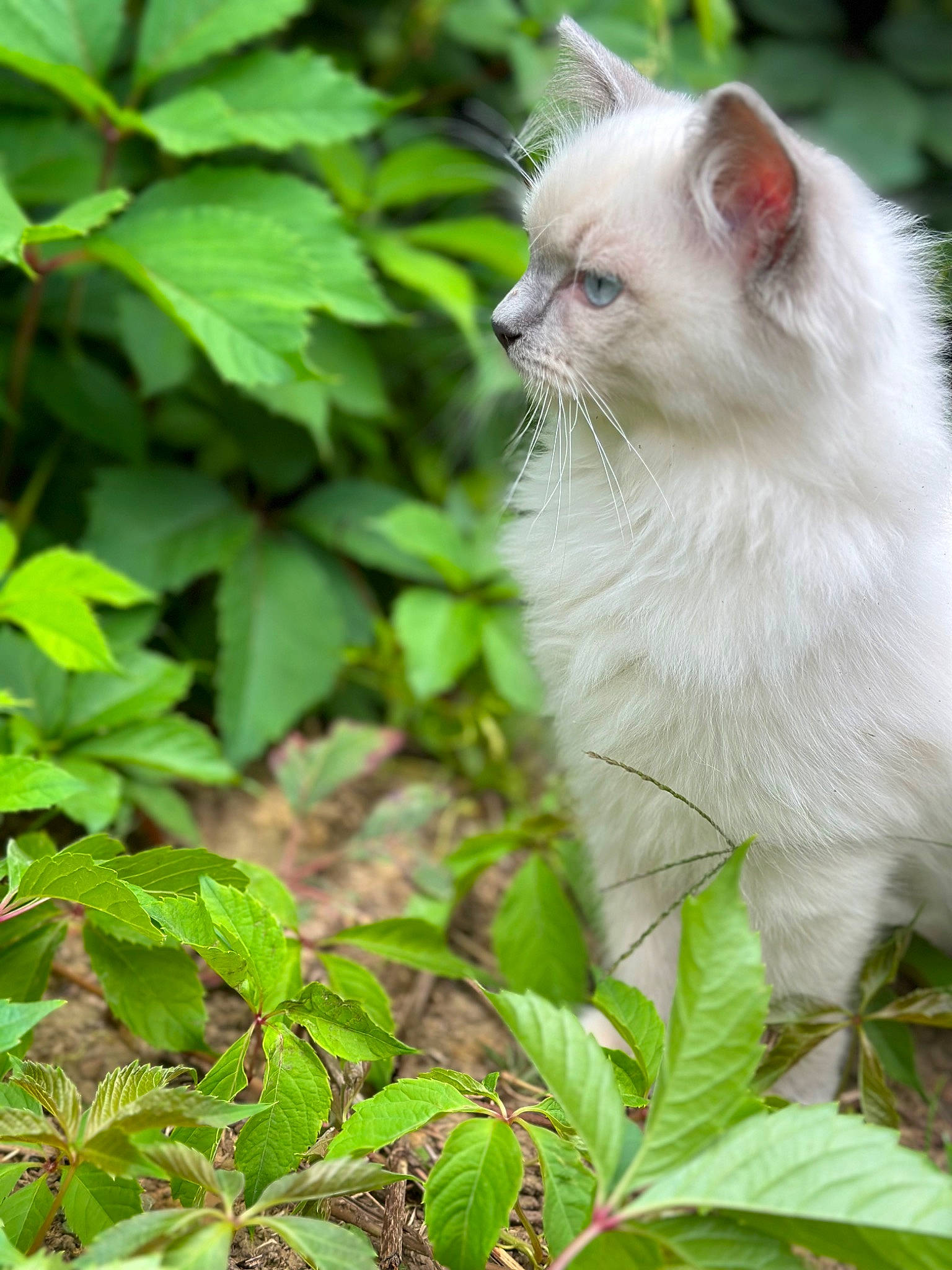 Ulky participe au concours pour gagner de l'argent avec cette photo : carnivore, cat, fawn, felidae, fur, grass, groundcover, herbaceous_plant, plant, plant_stem, small_to_medium_sized_cats, snout, tail, terrestrial_animal, terrestrial_plant, tree, whiskers, wildlife