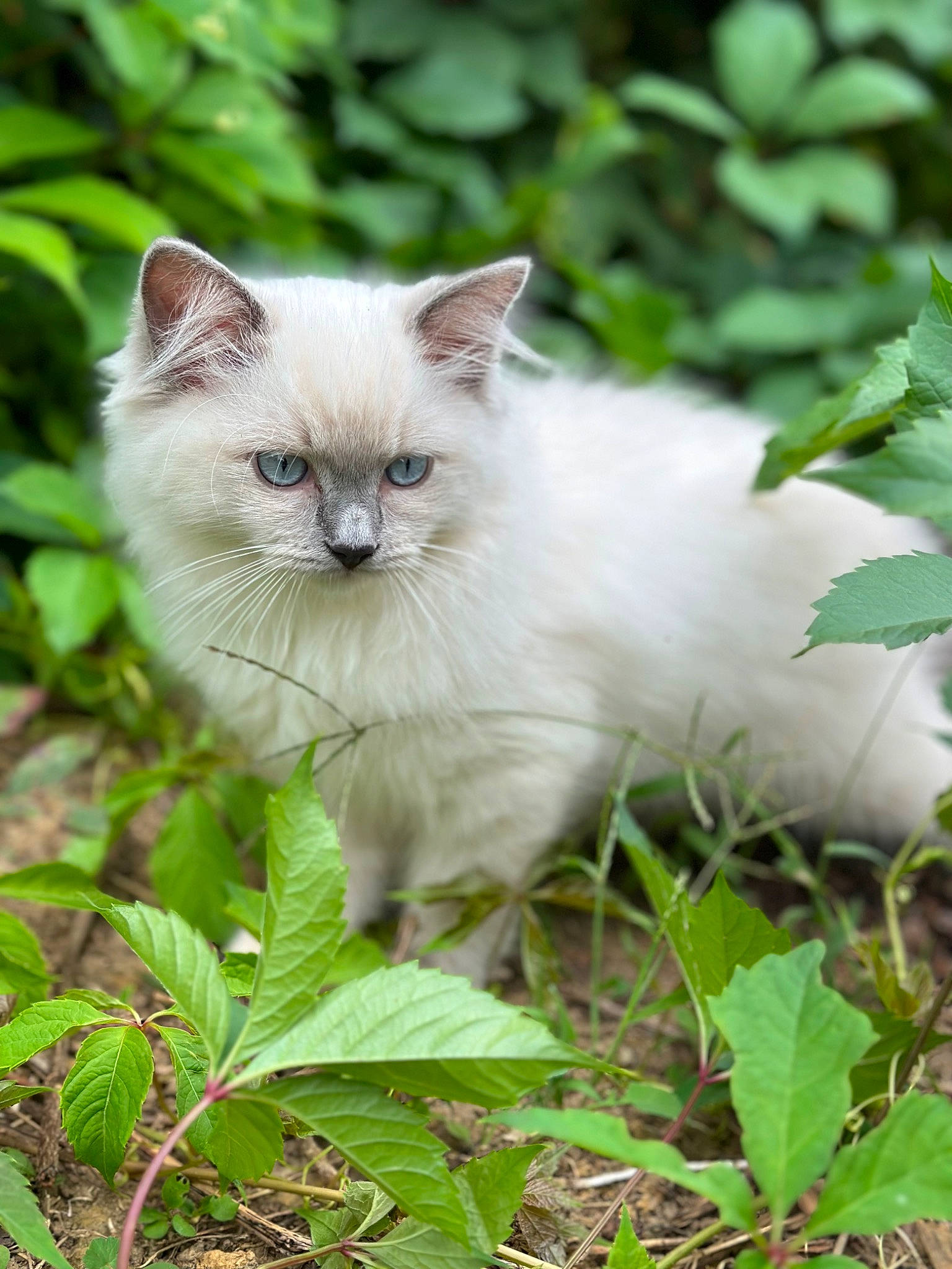 Ulky a rejoint le concours — aidez-le/la à gagner de superbes lots ! birman, carnivore, cat, fawn, felidae, fur, grass, groundcover, leaf, plant, ragdoll, small_to_medium_sized_cats, snout, tail, terrestrial_animal, tree, whiskers, wildlife