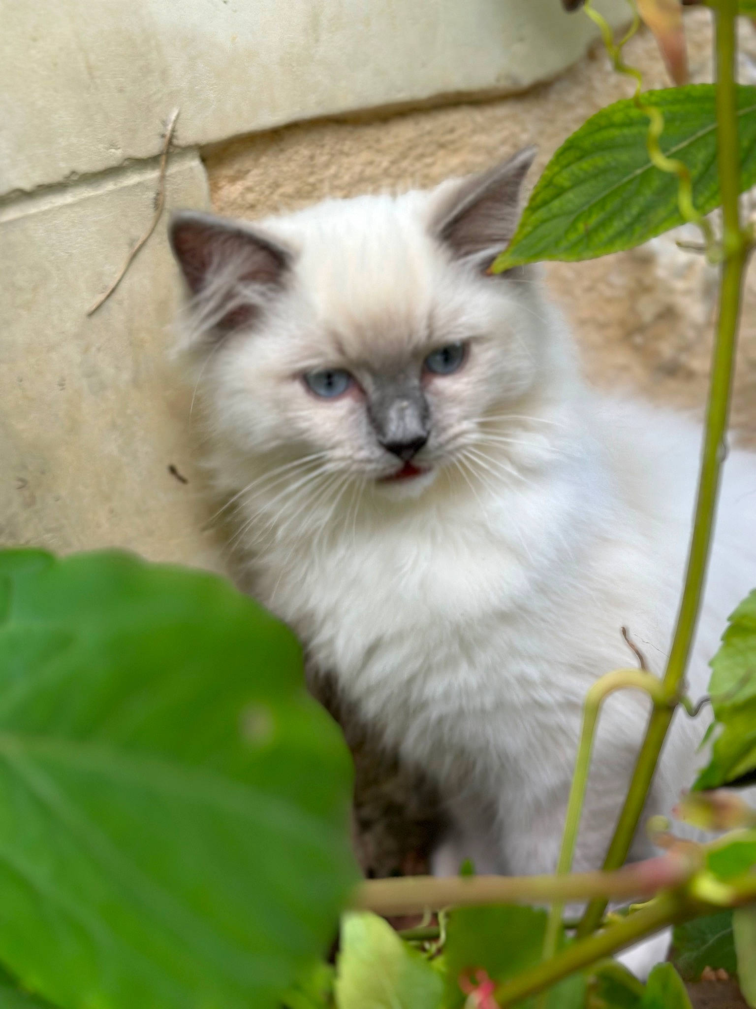 Ulky participe au concours pour gagner de l'argent avec cette photo : balinese, birman, carnivore, cat, eye, fawn, felidae, fur, grass, head, iris, plant, ragdoll, small_to_medium_sized_cats, snout, tail, terrestrial_animal, thai, whiskers, wildlife