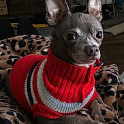 Jessie James is registered to the contest to win money with this photo: dog, small_dog, red_sweater, pet_clothing, leopard_print, blanket, indoor, floor, shoes, furniture, wood_floor, paw, ears, face, animal, cozy, resting, cute, looking, domestic_animal