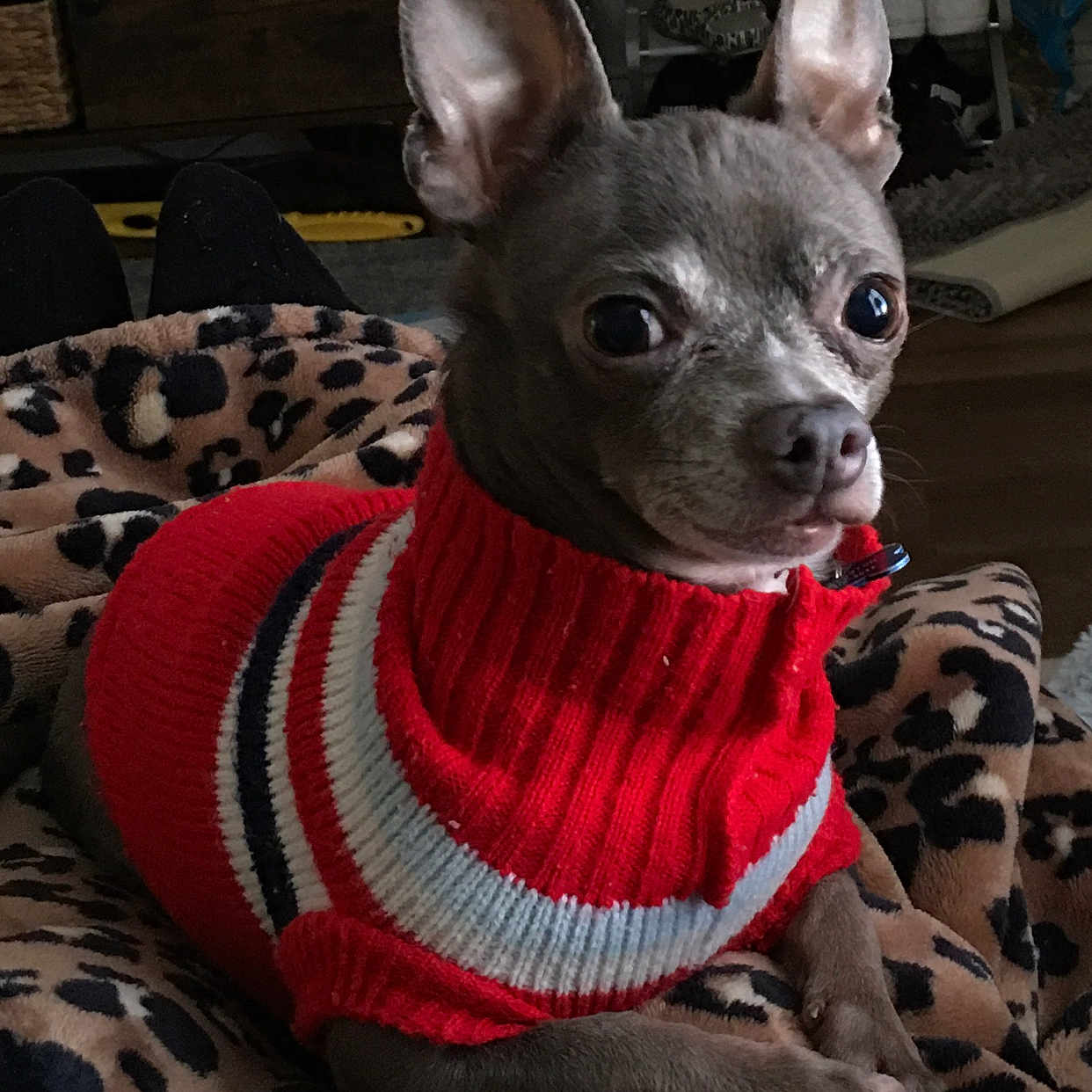 Jessie James is registered to the contest to win money with this photo: dog, small_dog, red_sweater, pet_clothing, leopard_print, blanket, indoor, floor, shoes, furniture, wood_floor, paw, ears, face, animal, cozy, resting, cute, looking, domestic_animal