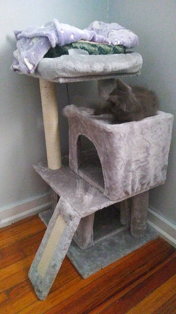 Whiskers joined the competition — help win amazing prizes! cat, cat_bed, cat_furniture, cat_supply, felidae, furniture, small_to_medium_sized_cats, table