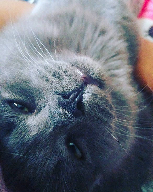 Whiskers is registered to the contest to win money with this photo: carnivore, cat, close_up, felidae, fur, grey, small_to_medium_sized_cats, snout, terrestrial_animal, vertebrate, whiskers